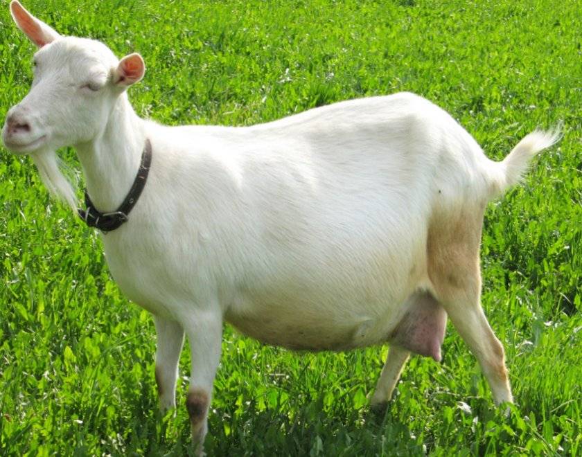 Правильное содержание коз в домашних условиях для начинающих