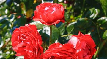 Какие бывают болезни садовых роз и их лечение