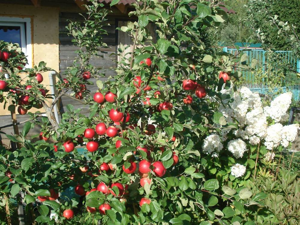 Сорта яблони для урала — обзор лучших