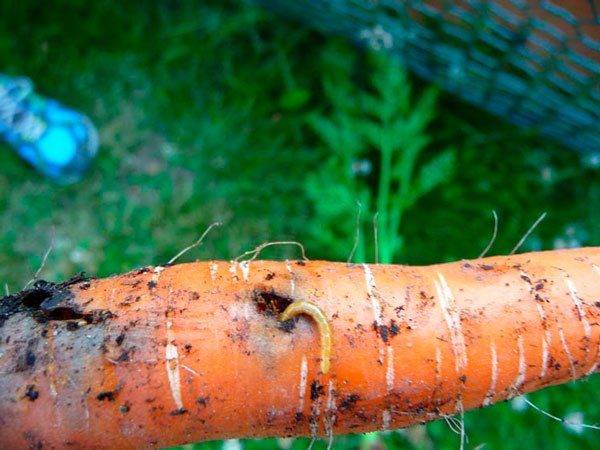 Какие болезни бывают у морковки и как с ними бороться