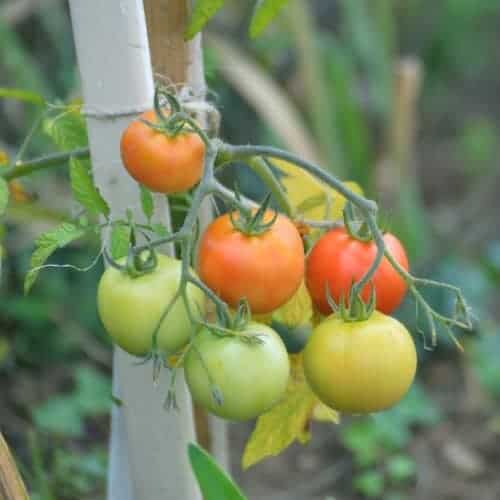 Как правильно удобрять томаты минеральными удобрениями