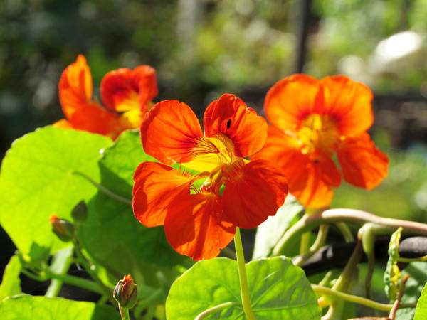 Цветок настурция: уход, выращивание и фото цветов