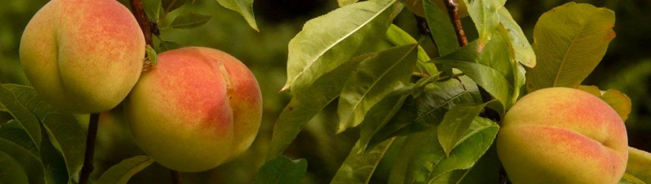 Как спасти персик от курчавости листьев