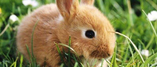 Что едят кролики в домашних условиях, состав рациона питания