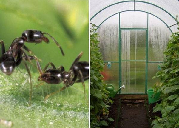 Как можно избавиться от муравьев в теплице с огурцами, что делать для борьбы