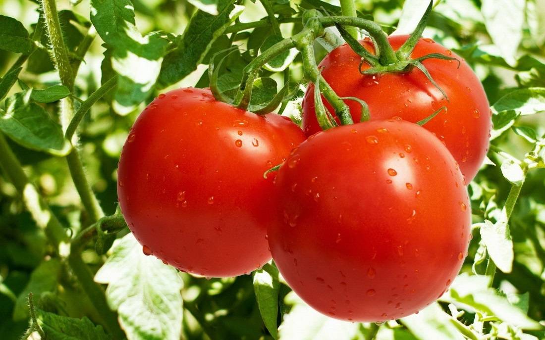 Обзор лучших сортов помидор для урала с фотографиями