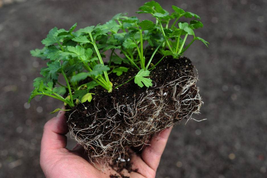 Сроки посева черешкового, корневого и листового сельдерея на рассаду в 2020 году