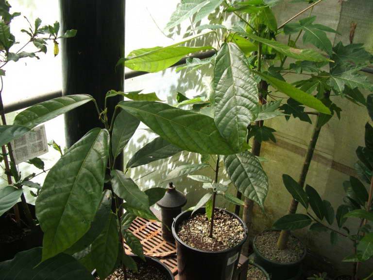 Выращивание азимины в саду и на подоконнике