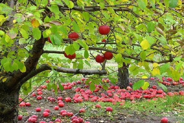 Зимостойкие сорта яблонь для Урала и Сибири