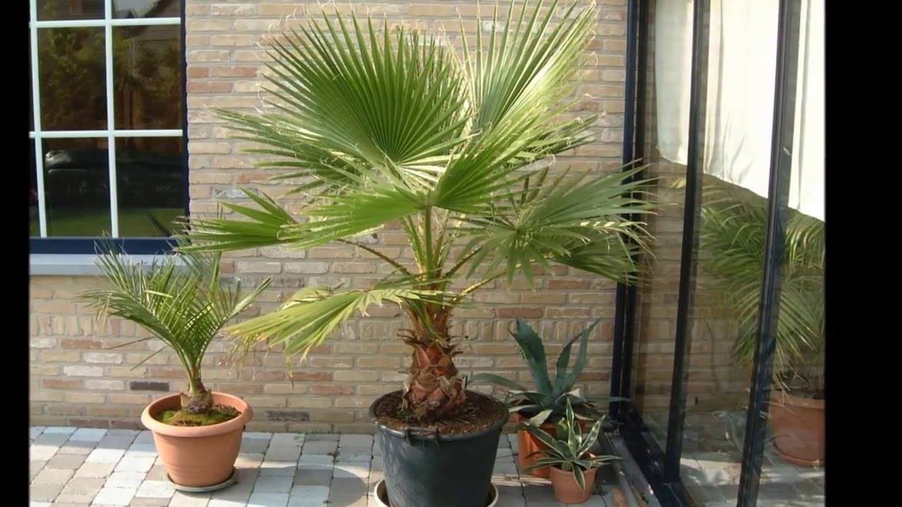 Гиофорба — настоящая бутылочная пальма