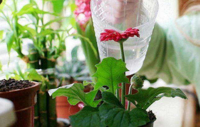 10 комнатных растений, не требующих особого ухода