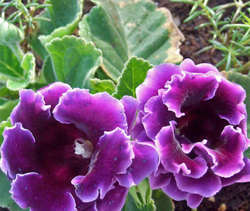 Цветок глоксиния: советы и правильный уход в домашних условиях