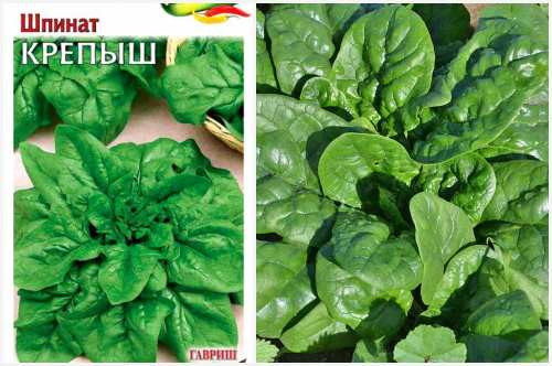 Тонкости выращивания шпината на подоконнике: все этапы и полезные советы