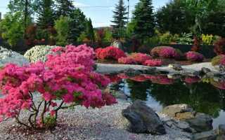 13 декоративных кустарников и деревьев, которые цветут в апреле-мае