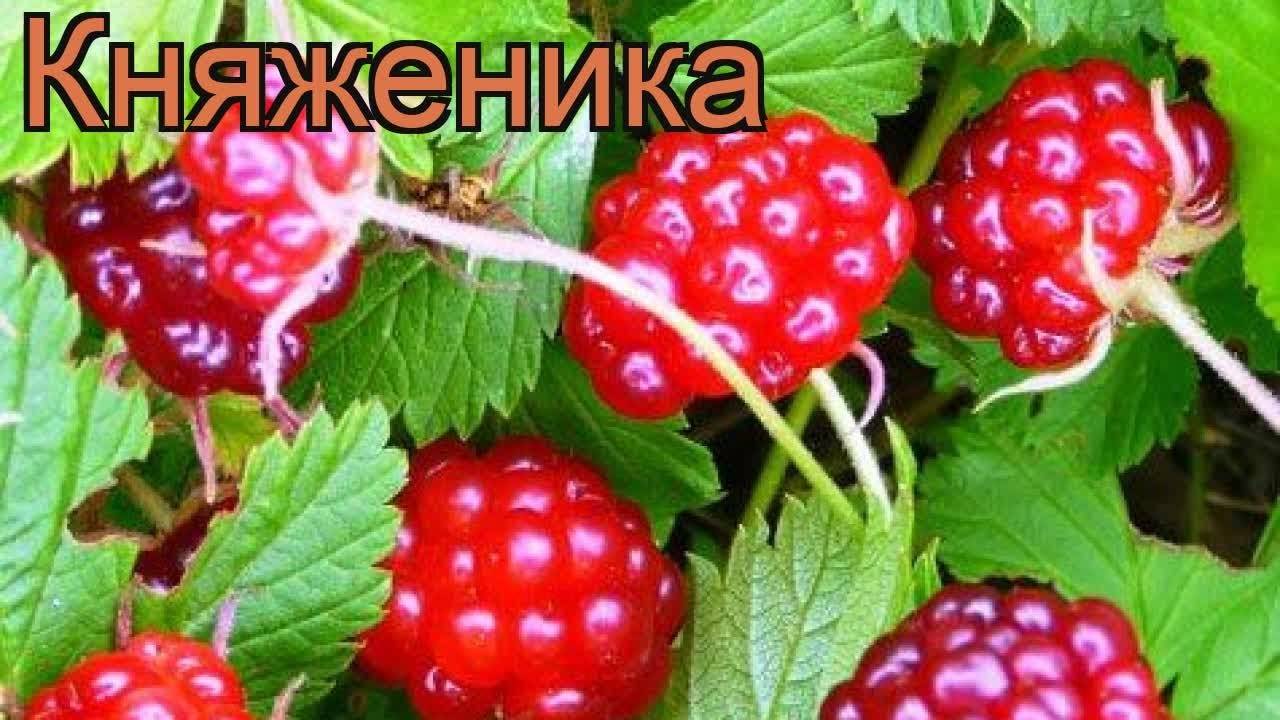 Княженика — царская ягода севера