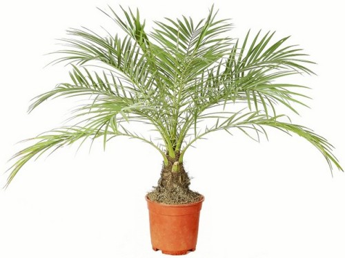 Как вырастить финиковую пальму из косточки в домашних условиях и как ухаживать за красивым вечнозеленым растением