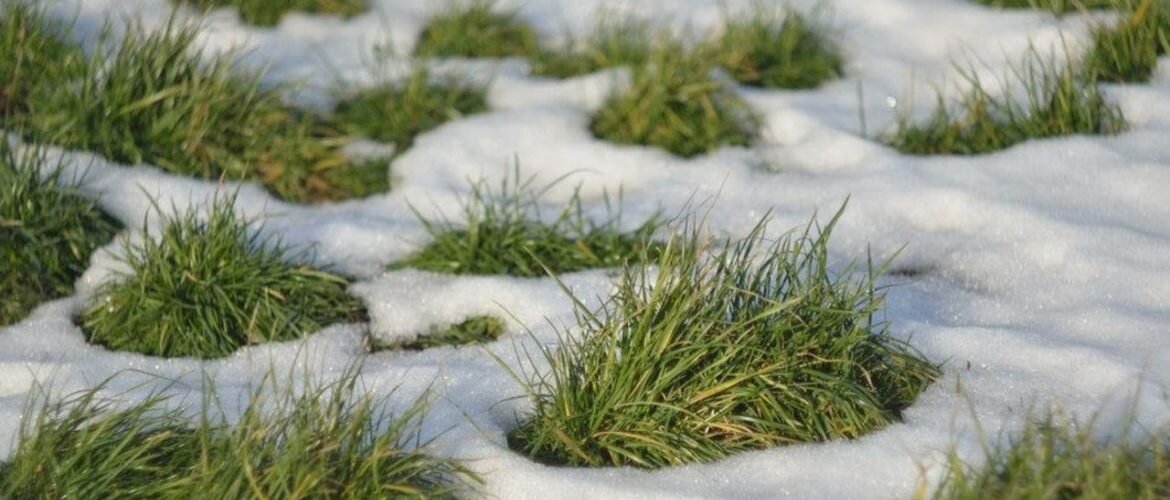 Как удобрять газон аммиачной селитрой после зимы, видео