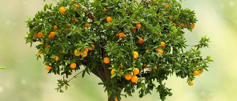 Правила выращивания апельсина из косточки, посадка и уход в домашних условиях