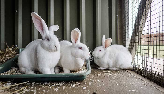 Преимущества и недостатки содержания кроликов в ямах