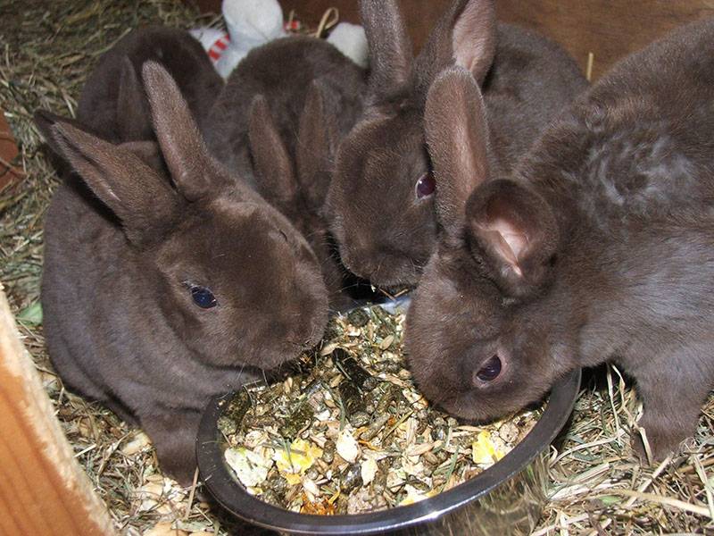 Кормление кроликов: особенности и нормы