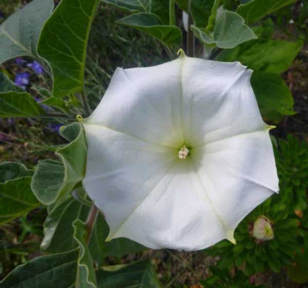 Дурман — стоит ли выращивать на даче красивый, полезный в народной медицине, но ядовитый цветок