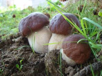 Как вырастить белые грибы на даче своими руками