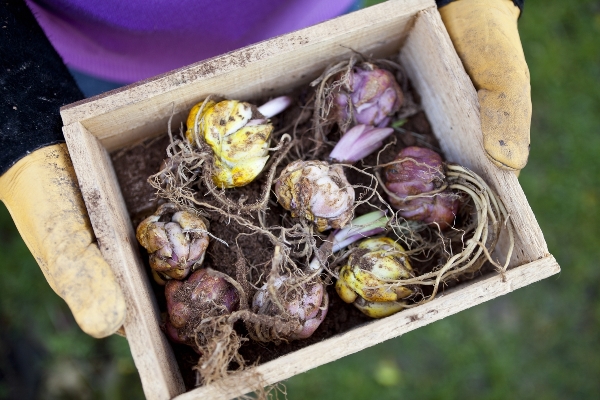 Как хранить луковицы лилий до посадки весной