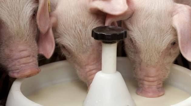 Разновидности сухого молока для кормления телят, правила использования, польза для организма животного