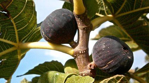 Инжир: описание сортов плодового дерева