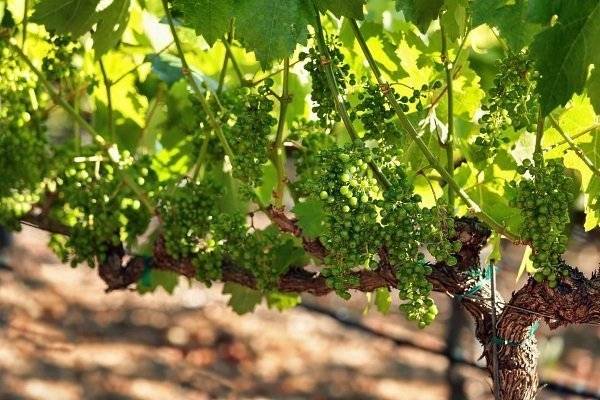 Наиболее распространенные минеральные удобрения — виноград