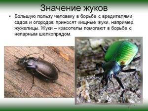 Знакомимся с чудесным насекомым — жук-знахарь