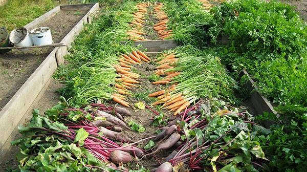 Повышаем урожай овощных культур при помощи теплых грядок