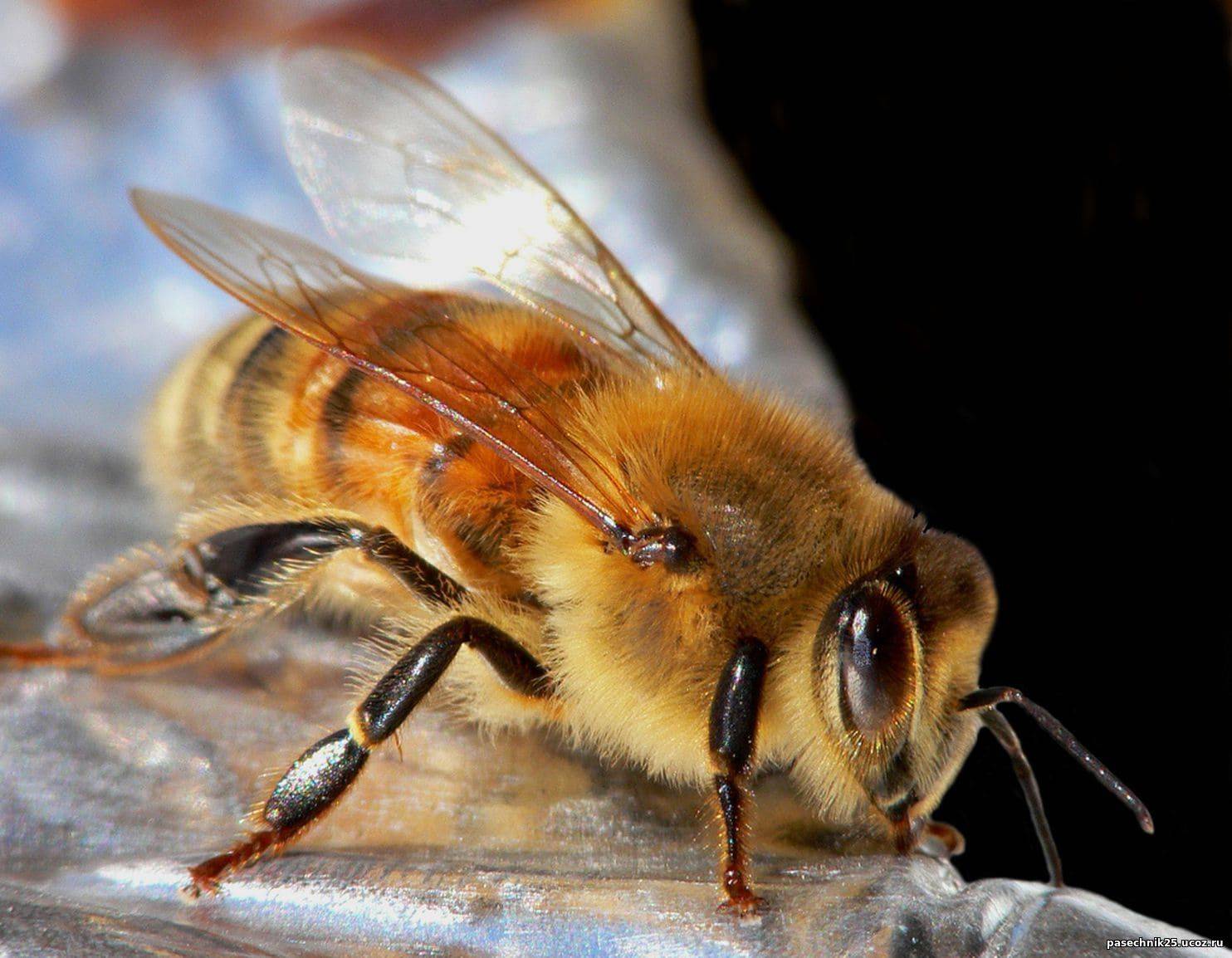 Роль трутней в пчелиной семье