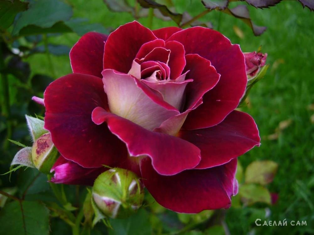 8 способов размножения роз