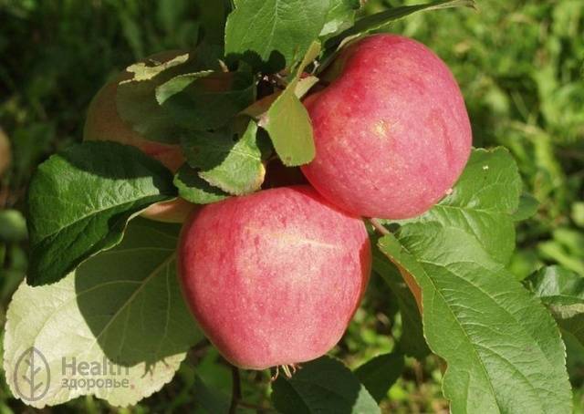 Листья яблони полезные свойства и противопоказания