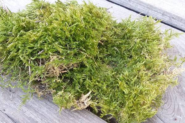 Лесной мох сфагнум: как вырастить в домашних условиях
