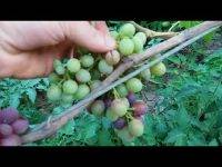 Сорт винограда «анюта»