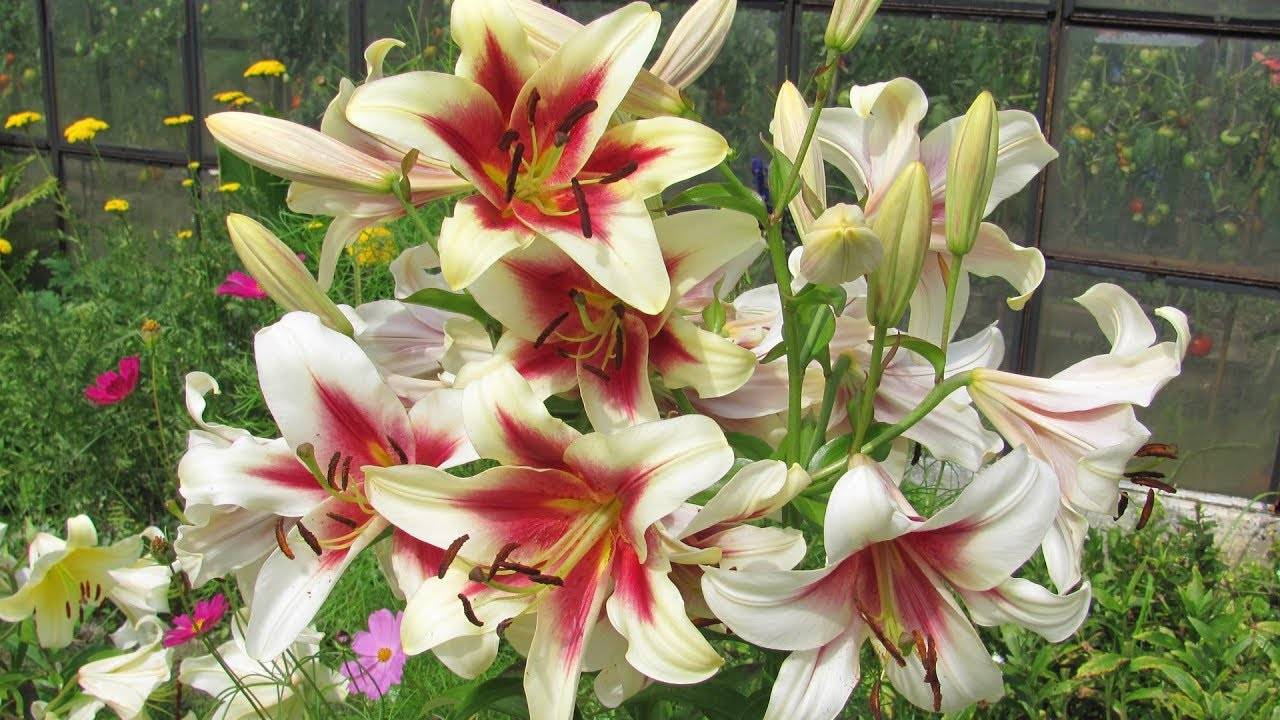 Утончённые цветы лилии – живое украшение сада