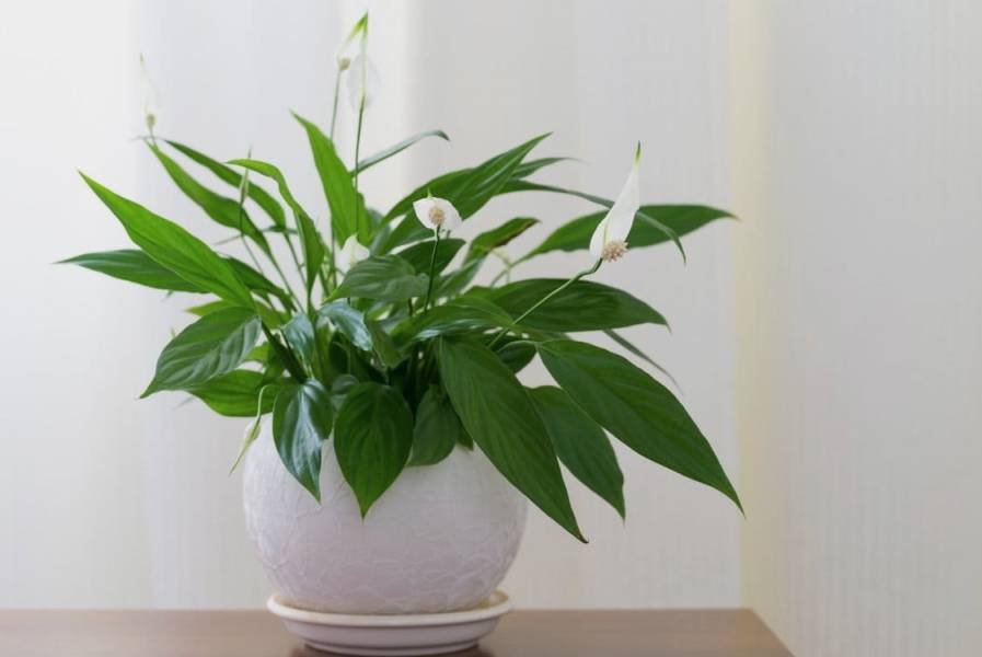 Тенелюбивые комнатные растения: богатый выбор цветоводов