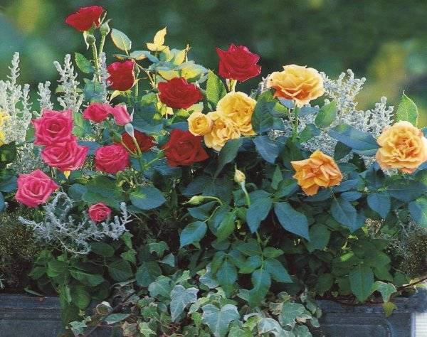 Розы весной: обрезка, подкормка. розы в открытом грунте: 9 дел в апреле-мае