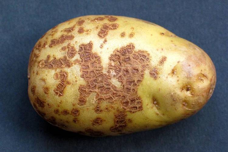 Черная парша (ризоктониоз) картофеля: описание и методы борьбы