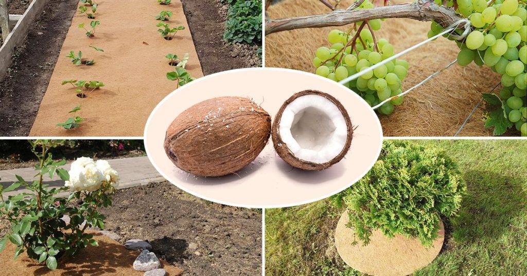 Кокосовый субстрат в брикетах, стружке, таблетках и волокне: как использовать, для чего нужен рассаде, как подготовить, виды и отзывы