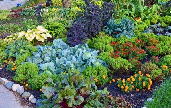 Выращивайте на своих грядках самые полезные и питательные овощи