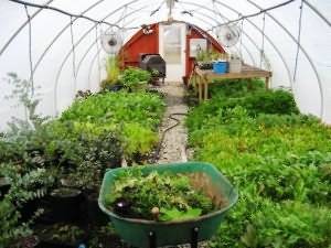 Выращивание зелени в теплице как бизнес: какая зелень приносит наибольший доход