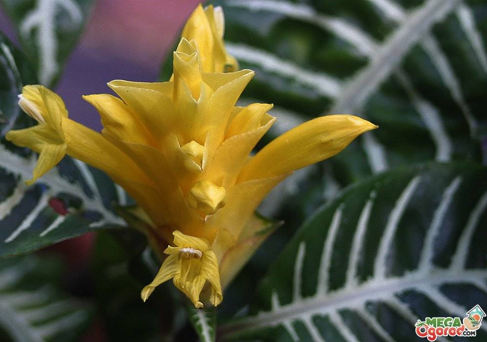Цветок афеландра — уход в домашних условиях