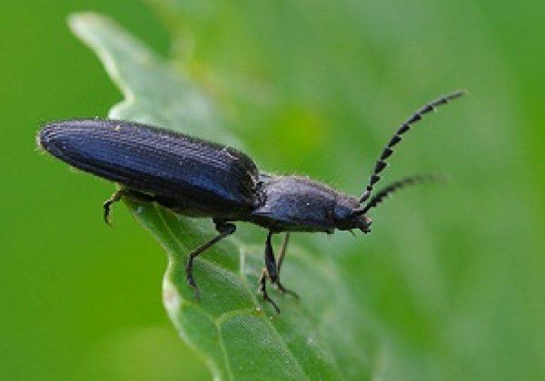 Борьба с личинками майского жука на клубнике