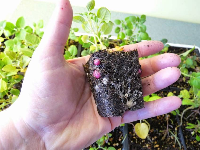 Технология выращивания картофеля из семян
