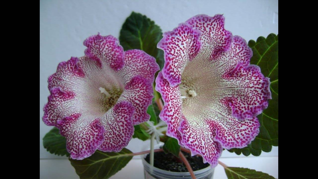 Цветок глоксиния — размножение в домашних условиях