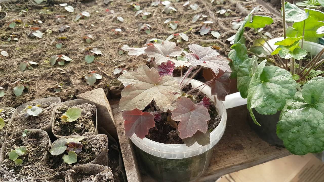 Гейхера: выращивание из семян, посадка и уход за гейхерой в саду