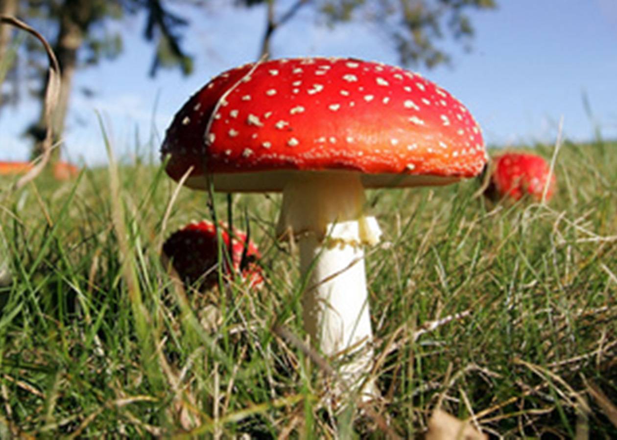 Съедобные и несъедобные грибы, грибы-двойники. самые распространенные 16 видов с названиями и подробным описанием (фото & видео) +отзывы